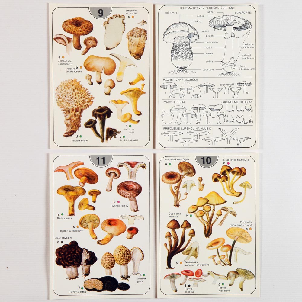 ❤️ てんセール711B⑩チェコビンテージキノコ図鑑　洋書古書 ❤️セール815B⑩チェコビンテージ絵本 洋書古書 ボタンニカル